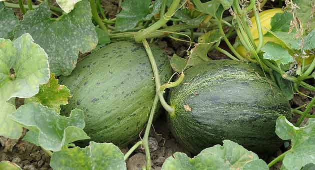 Cucumis melo